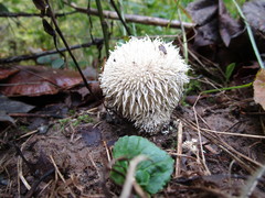 Lycoperdon pulcherrimum