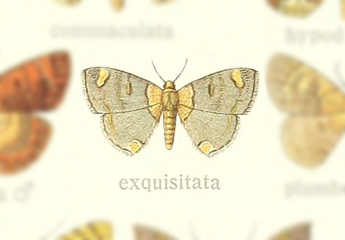 Semaeopus exquisitata