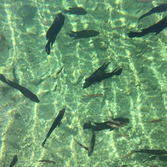 Herichthys minckleyi