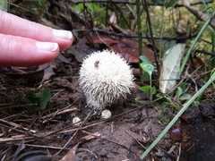 Lycoperdon pulcherrimum