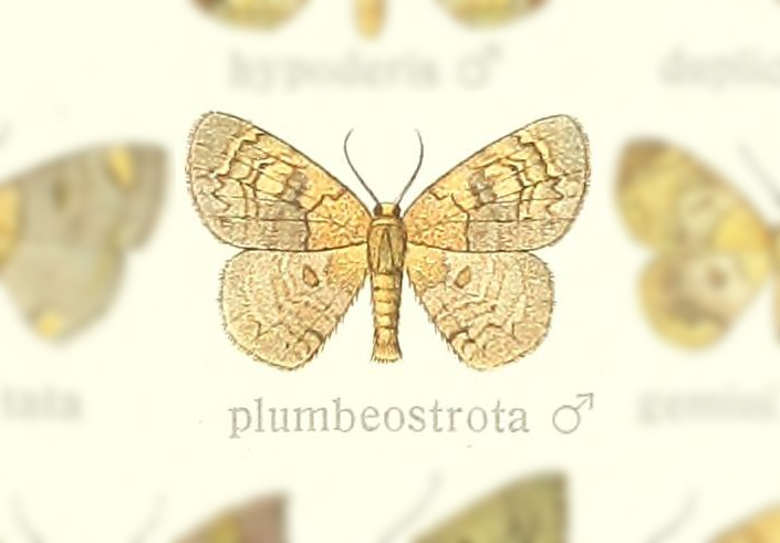 Semaeopus plumbeostrota