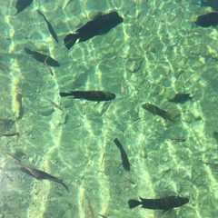 Herichthys minckleyi