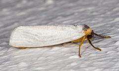 Image of Agylla argentifera