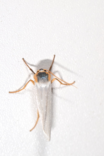 Agylla fusciceps