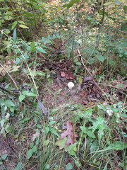 Lycoperdon pulcherrimum
