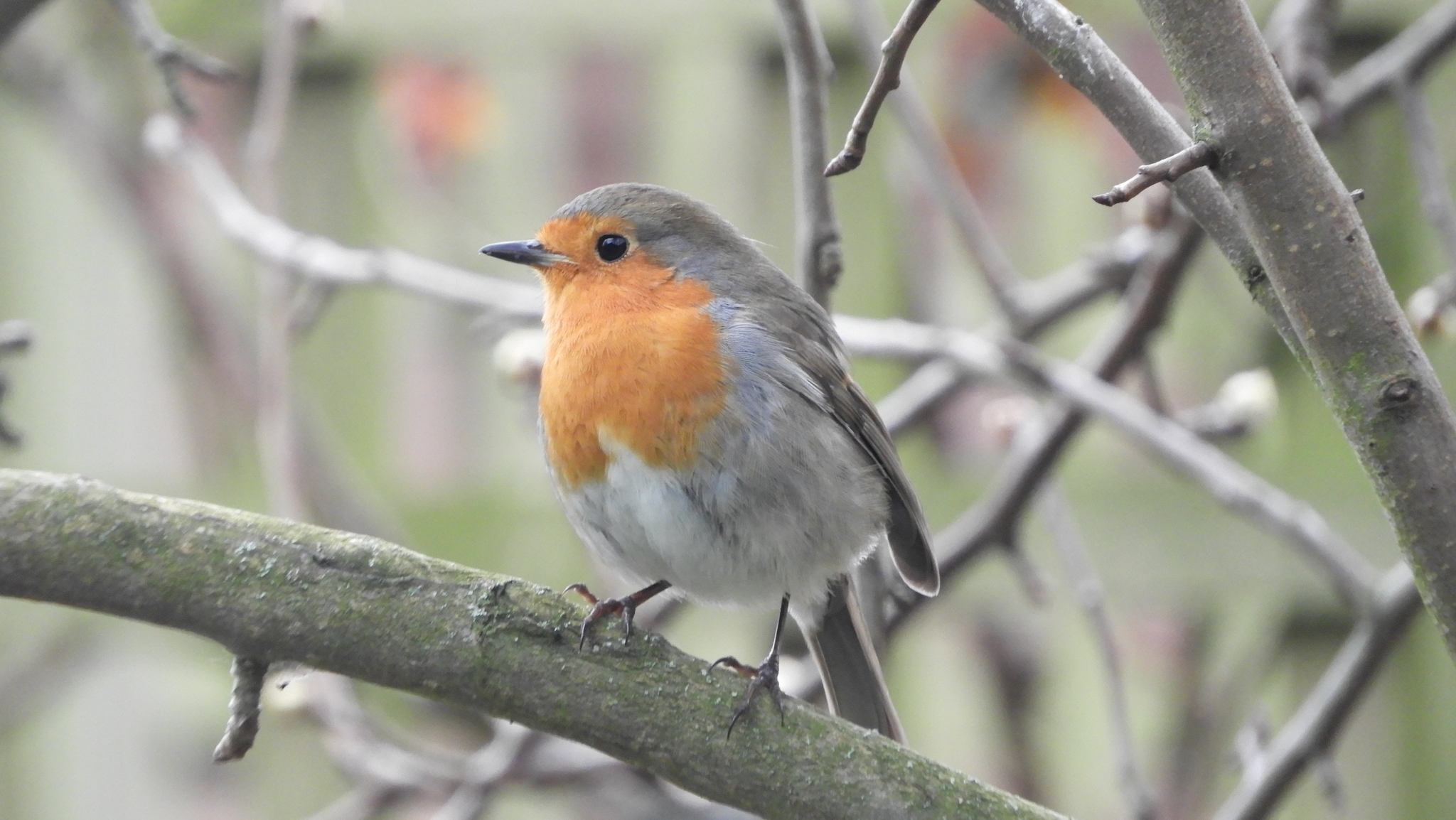 European Robin