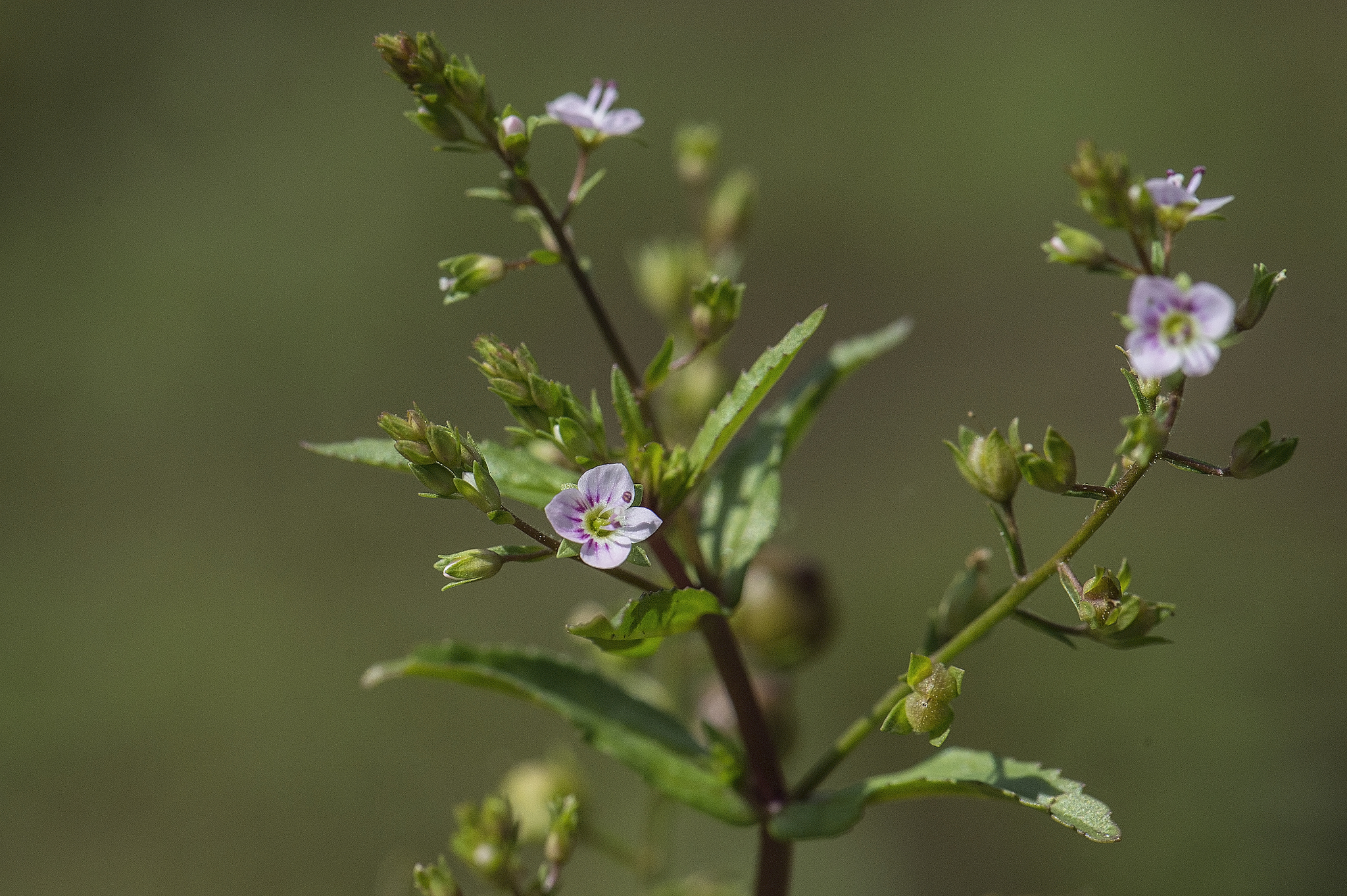 Veronica catenata