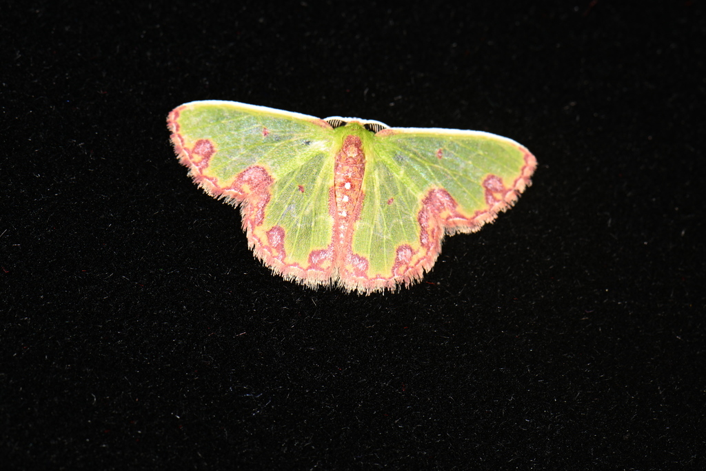 Synchlora gerularia