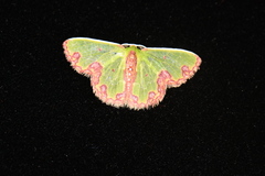 Polilla oxidada