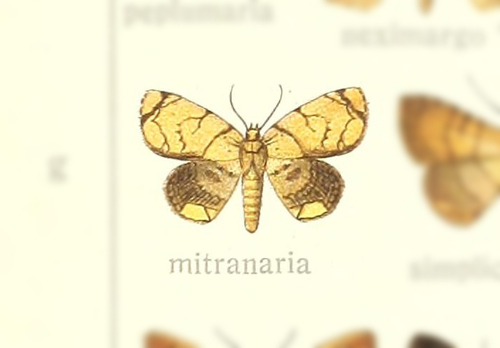 Semaeopus mitranaria