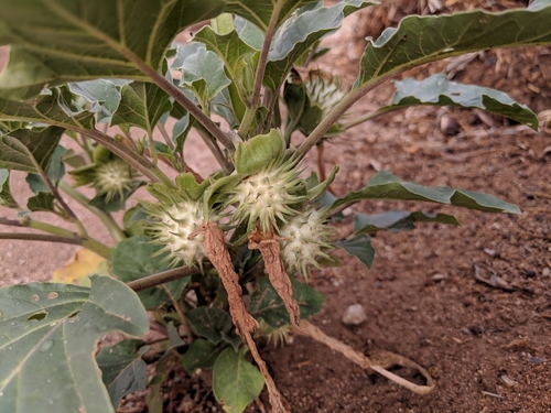 desert thorn-apple
