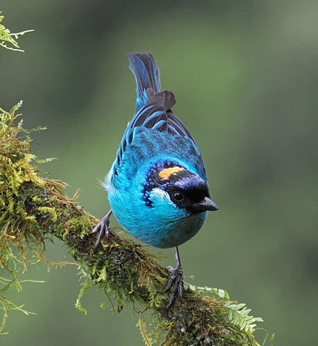 Golden-naped Tanager
