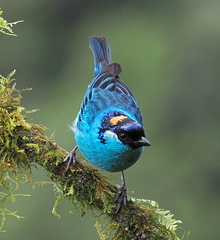 Golden-Naped Tanager photo 2