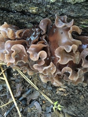 Phaeotremella foliacea