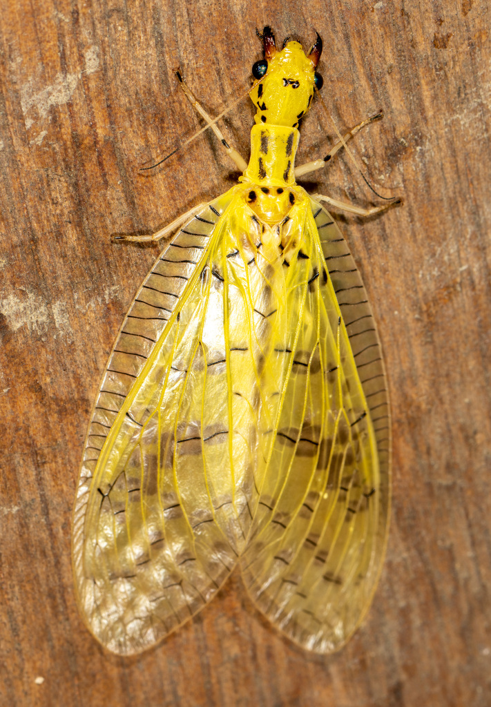 Chloronia yungas