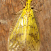 Chloronia yungas - Photo 由 Alan Rockefeller 所上傳的 (c) Alan Rockefeller，保留部份權利CC BY