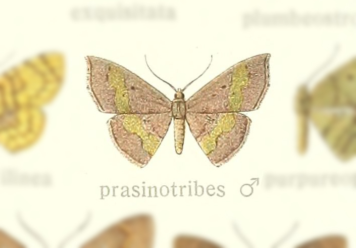 Semaeopus prasinotribes