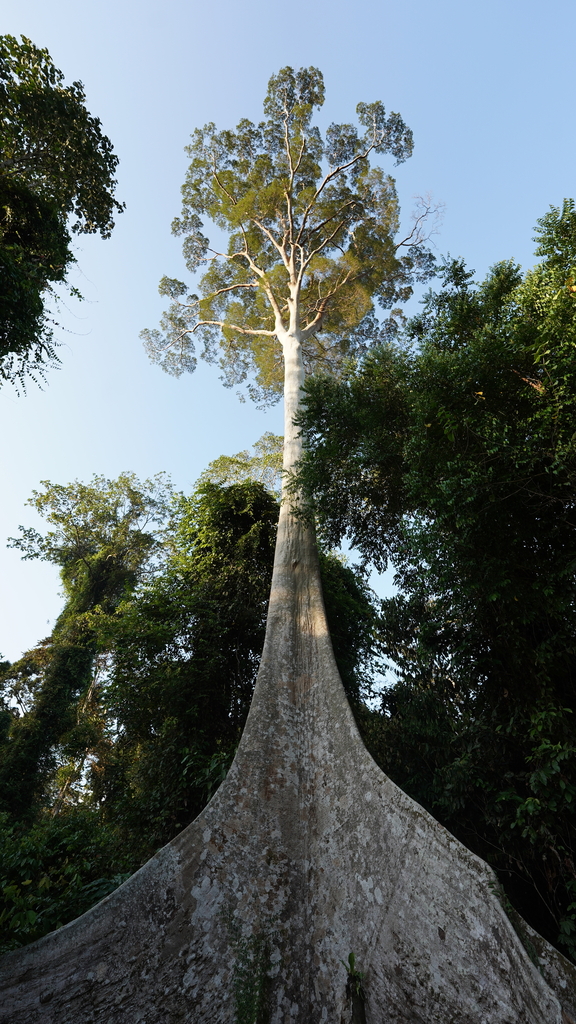 Koompassia