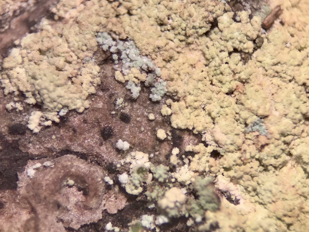 Vouaux's Dust Lichen