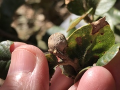 Heteroecus pacificus