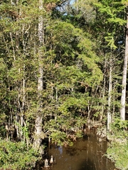 Fraxinus caroliniana