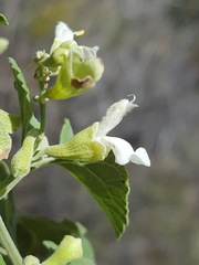 Salvia pinguifolia