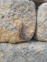 Acrididae