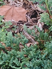 Acrididae