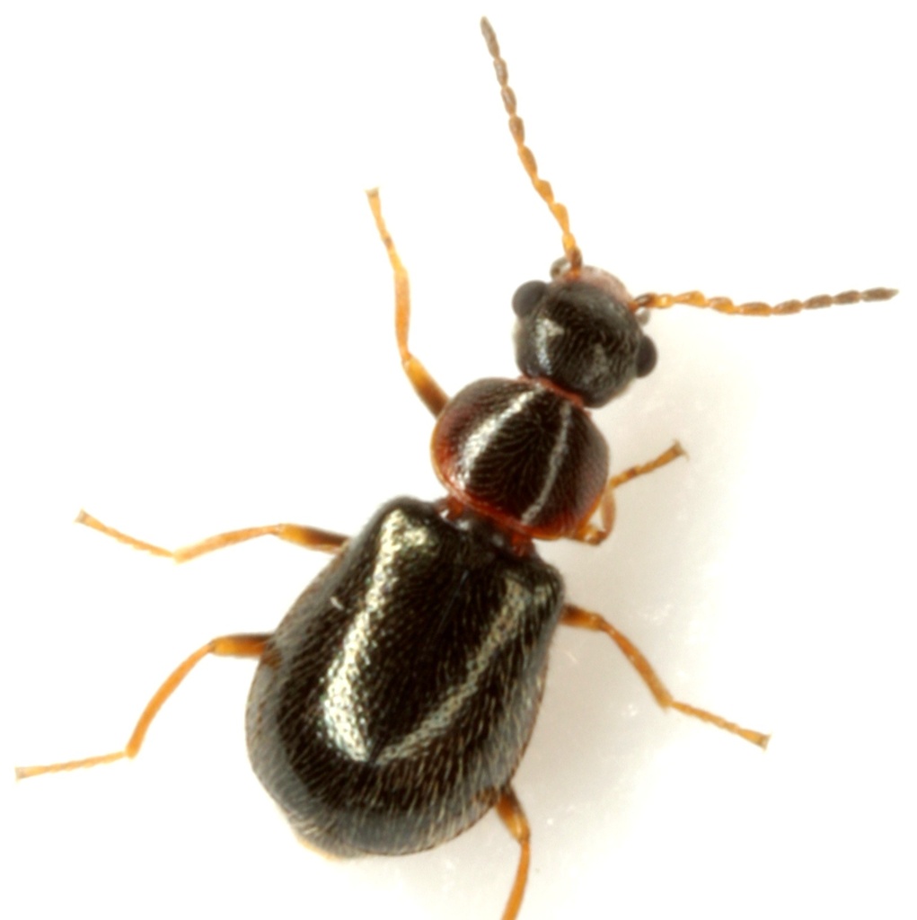 Ablechrus