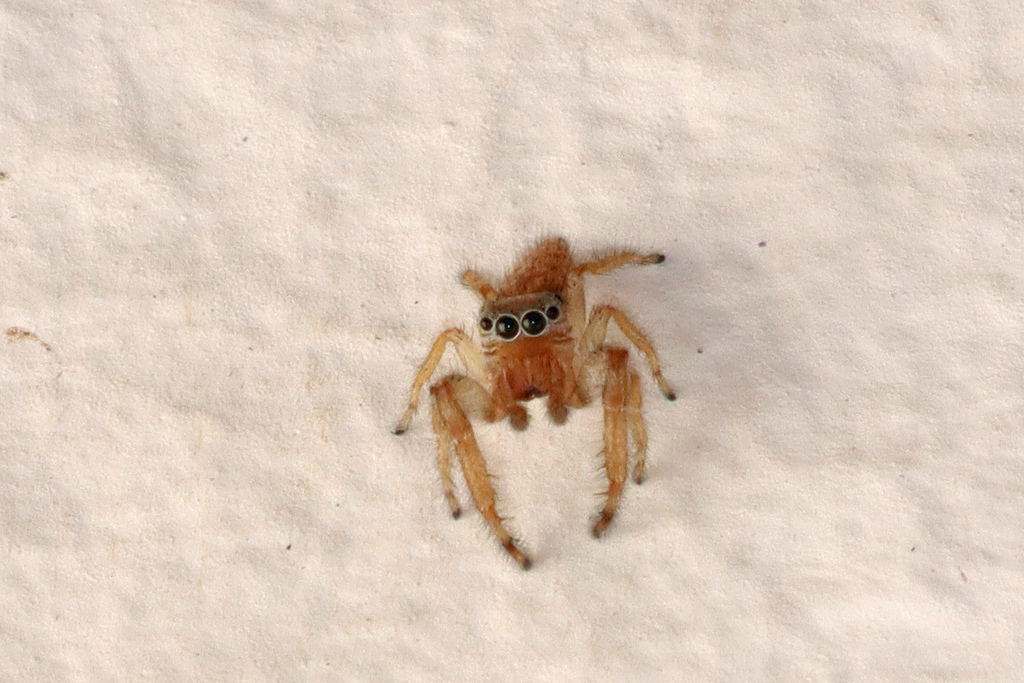 Macaroeris cata