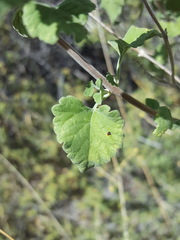 Salvia pinguifolia