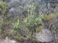 Salvia pinguifolia