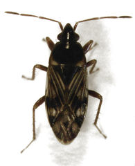 Paramyocara iridescens