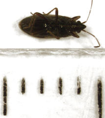Paramyocara iridescens
