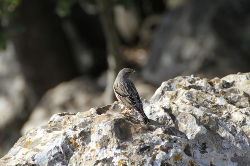 Acentor alpino (Prunella collaris)