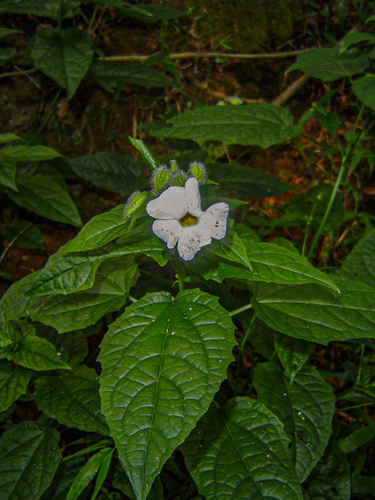 Thunbergia usambarica image