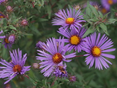 Symphyotrichum novae-angliae