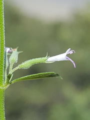 Hedeoma oblongifolia