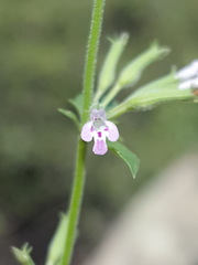 Hedeoma oblongifolia