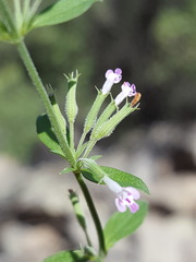 Hedeoma oblongifolia