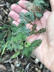 Desmanthus velutinus