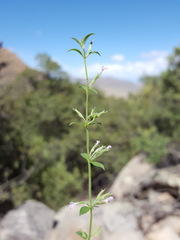 Hedeoma oblongifolia