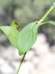 Hedeoma oblongifolia