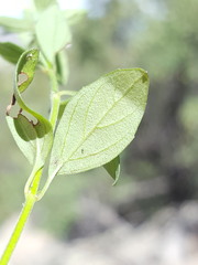 Hedeoma oblongifolia