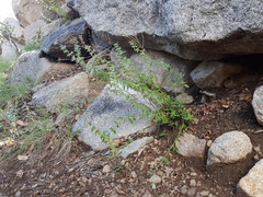 Hedeoma oblongifolia