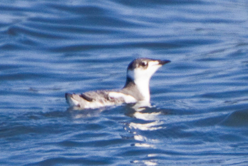 Marbled Murrelet