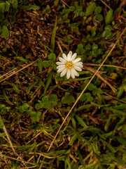Noticastrum marginatum