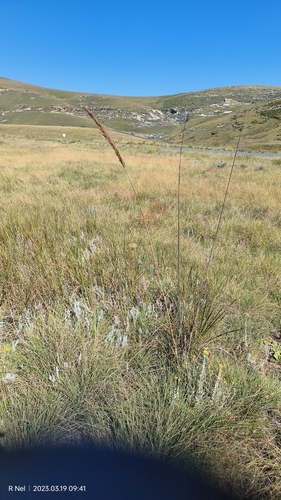 Image of Miscanthus ecklonii by (c) Ricus Nel, some rights reserved (CC BY)