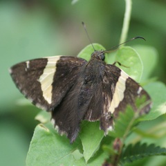 Thorybes pseudocellus