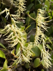 Stelis sclerophylla, photograph Nicolás Baresch Uribe, CC BY, iNaturalist via GBIF